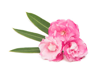pink oleander flowers isolated