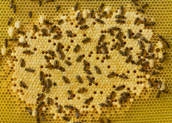 Bees, their larvae and cocoons, cocoons of queens of bees