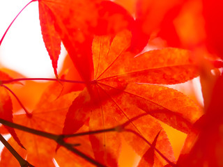 Close up of Beautiful Red maple leaves