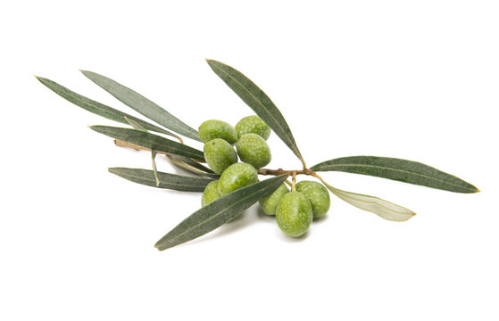 branch with green olives isolated