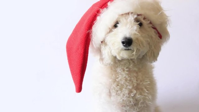 Dog in Santa hat looking camera on white background