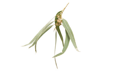 eucalyptus leaves isolated