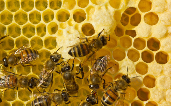 Bees, their larvae and cocoons, cocoons of queens of bees