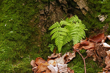 fern leaves with moss on the tree bark