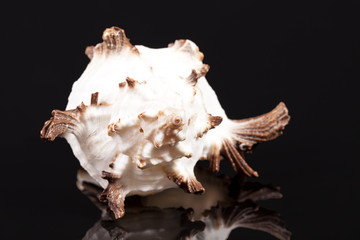 Sea shell of predatory sea snail Chicoreus ramosus isolated on black background, reflection