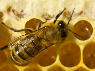 Bees close honey in comb