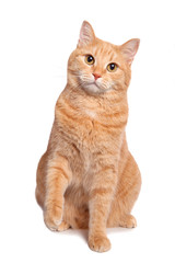 Nettes rotes gelbes blasses Katzensitzen lokalisiert auf weißem Hintergrund.