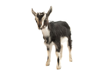 black and white goat isolated