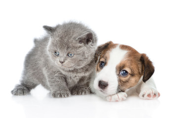 Cute kitten with puppy Jack Russell.  isolated on white background