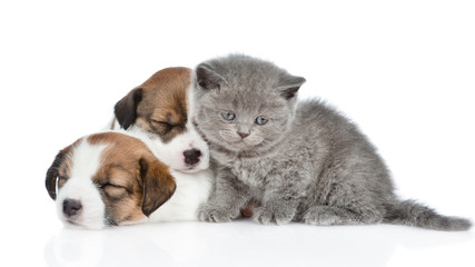 Fototapeta na wymiar Kitten and a group of sleeping puppies Jack Russell. isolated on white background