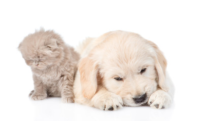 Sad golden retriever puppy dog and kitten together. isolated on white background