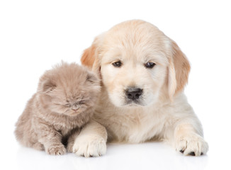 golden retriever puppy dog and kitten  lying together. isolated on white background