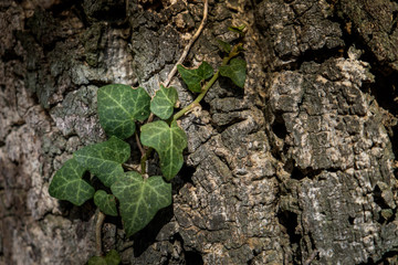 Montescudaio, Pisa, Italy - October 19, 2017 - ivy attached to the bark of the secular oak , hikers walk along the hills in Tuscany