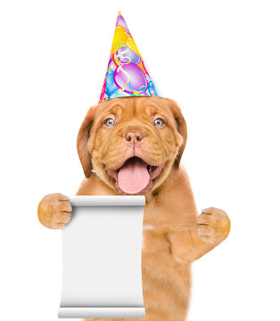 Dog in birthday hat holding empty list. isolated on white background