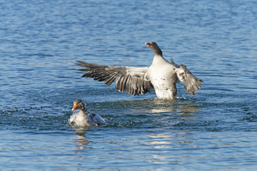Graug&auml;nse, Graugans (Anser) in einem See.