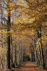 Obraz premium sentier et forêt en automne dans le parc régional naturel du Gâtinais français