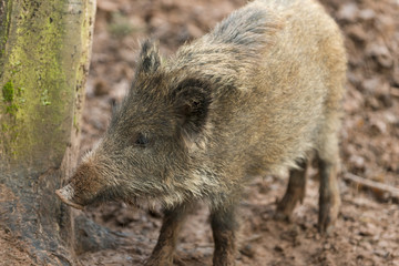 Wildschwein ( Sus scrofa ), Jungtier