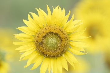 Obraz premium Closeup nature view of flower on blurred background