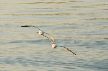 White gulls are flying in the blue sky.