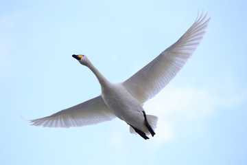 飛ぶ白鳥　Swan flying	