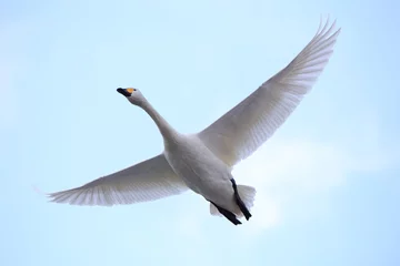 Deurstickers 飛ぶ白鳥　Swan flying  © tera