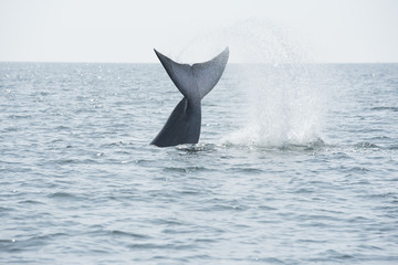 Fototapeta premium Bryde's whale, Whale in gulf of Thailand..