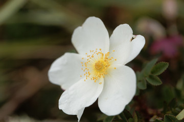 Burnet rose (Rosa spinosissima)