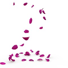 Violet rose petals fall to the floor