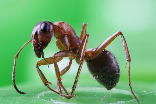 The ant in the macro scale on a green background