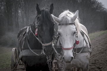 KONIE_5076 © Krzysztof