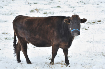 黒毛和牛　肉牛