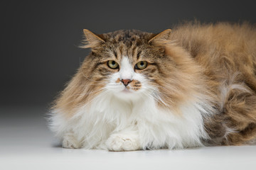 closeup of no breed cat