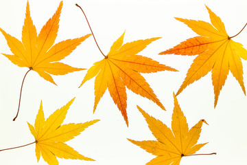 Background of beautiful maple leaves on light box