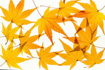 Fototapeta na wymiar Background of beautiful maple leaves on light box