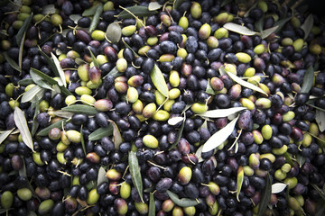 primo piano di olive appena raccolte