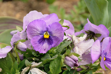 Pansy - Viola x wittrockiana.
