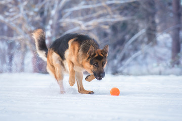 Happy german shepherd dog playing with a ball in winter