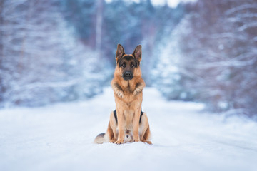 German shepherd dog in winter