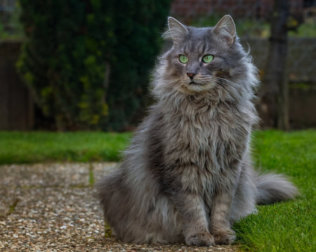 Graue Langhaarkatze im Winterfell 