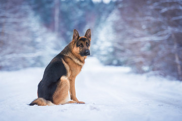 German shepherd dog in winter