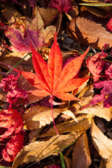 Background texture of autumn maple tree under the sun