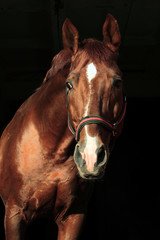 Trakehner horse portrait in front of black background 