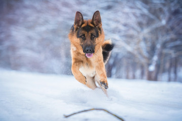 German shepherd dog playing with a stick in winter