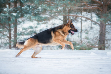 Fototapeta na wymiar German shepherd dog running in winter