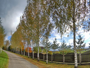 Birch alley

