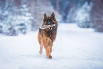 German shepherd dog playing with a toy in winter