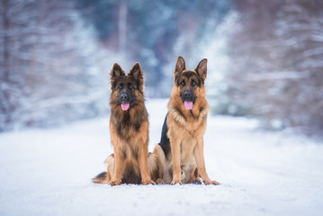 Two german shepherd dogs in winter