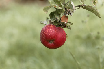 Apples on a branch