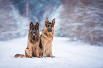 Two german shepherd dogs in winter