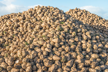 Large heap with many harvested sugar beets